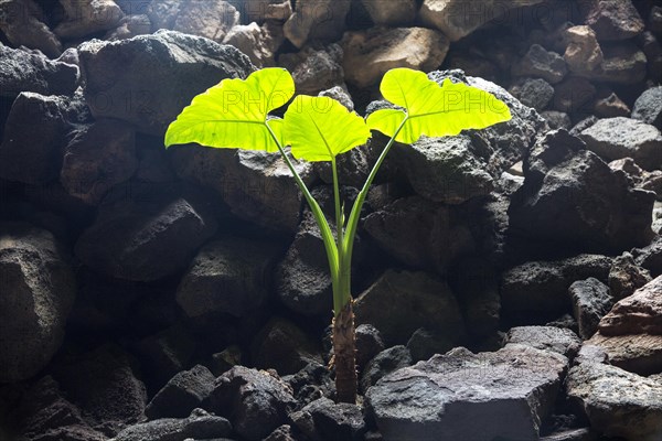 Plant in Cueva de Los Verdes