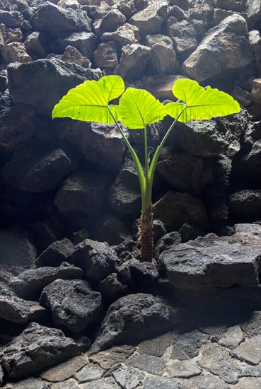 Plant in Cueva de Los Verdes