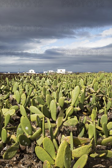 Plantation of Prickly Pear (Opuntia ficus-indica) for cochineal production