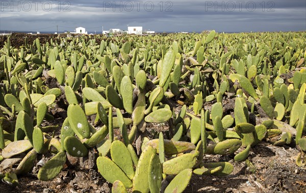Plantation of Prickly Pear (Opuntia ficus-indica) for cochineal production