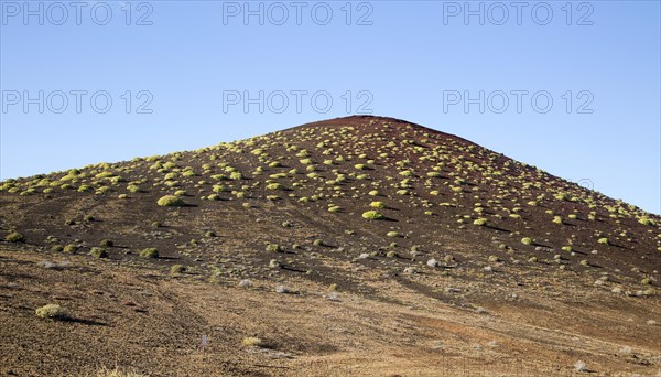 Green Tabaiba (Euphorbia balsamifera) bushes spread over volcanic hillside