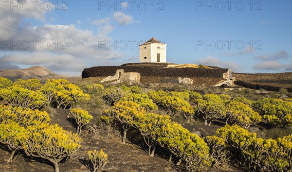 Molino Viejo