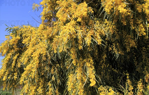 Mimosa tree or Silver Wattle (Acacia dealbata) with yellow flowers