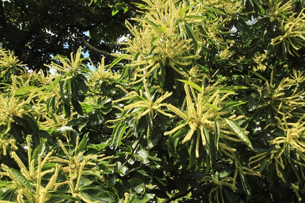 Sweet chestnut (Castanea sativa) tree in flower
