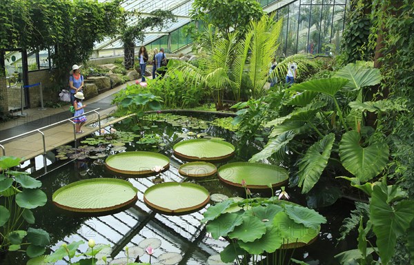 Tropical rainforest environment inside the Princess of Wales conservatory