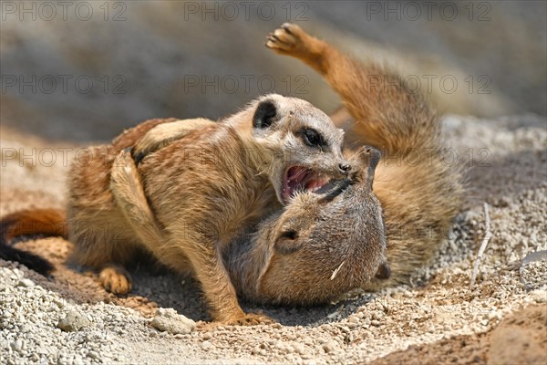 Meerkats (Suricata suricatta)