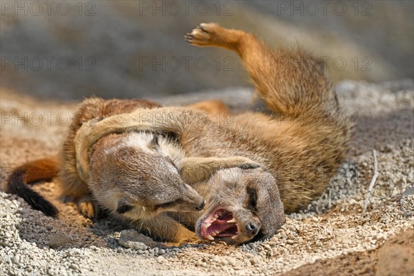 Meerkats (Suricata suricatta)