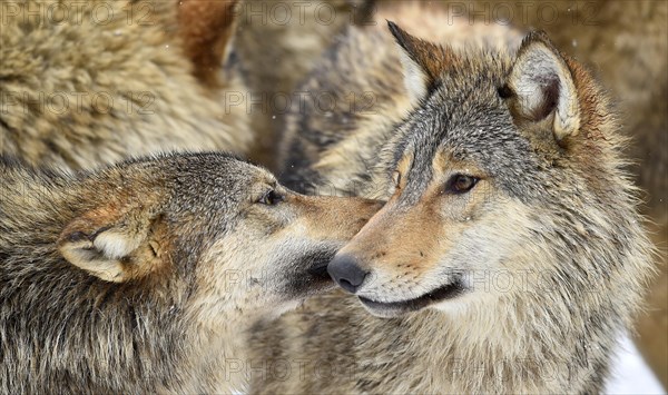 Eastern wolves