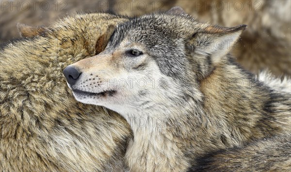 Eastern Wolf