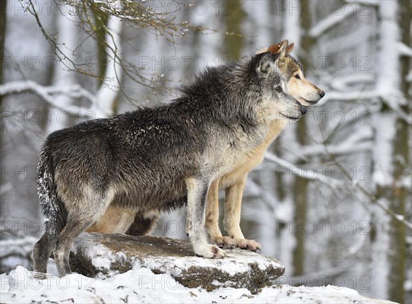 Male and female alpha wolf