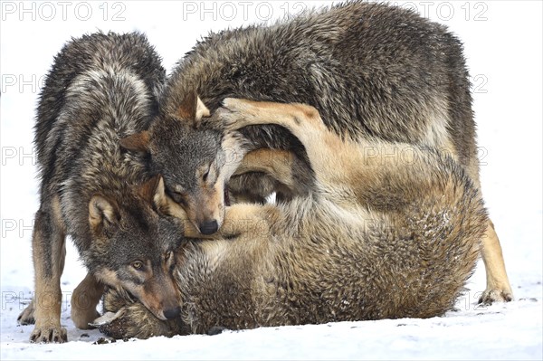 One-year old Eastern Wolf