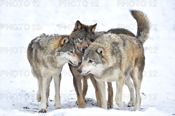 One-year old Eastern Wolf