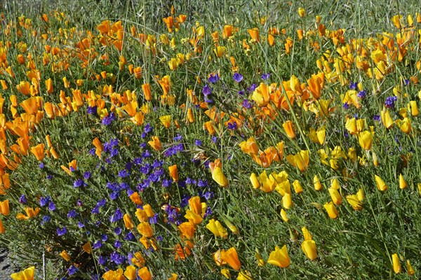 Poppy flowers