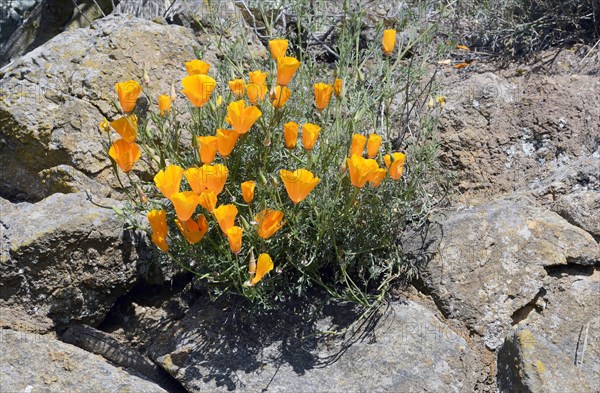 Poppy flowers