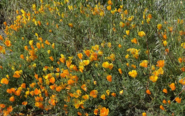 Poppy flowers