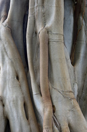 Moreton Bay fig (Ficus macrophylla) or Australian banyan