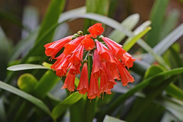 Clivia (Clivia caulescens)