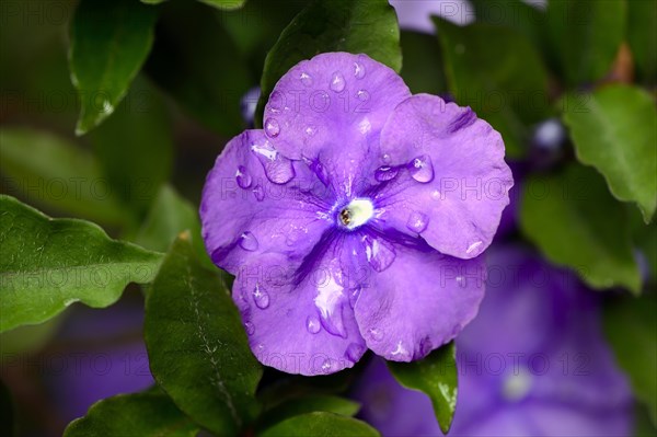 Brunfelsia (Brunfelsia uniflora)