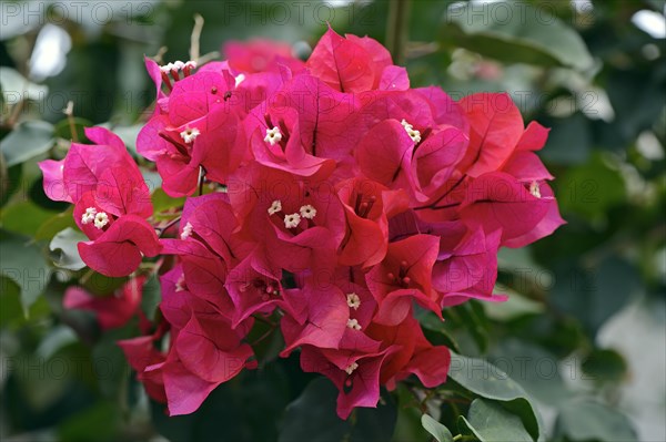 Drilling flower (Bougainvillea glabra) or Bougainvillea