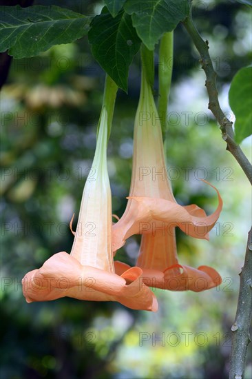 Colorful Angel's Trumpet (Brugmansia versicolor)