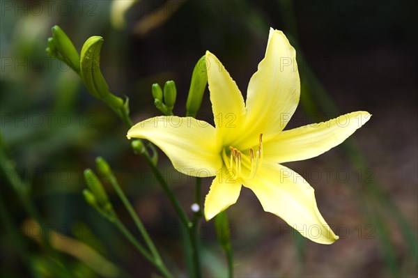 Citron daylily (Hemerocallis citrina)