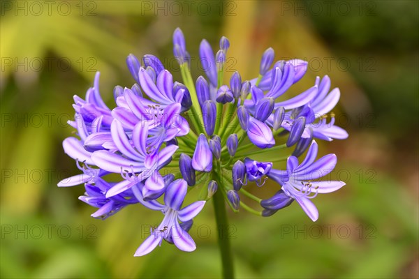 African Lily (Agapanthus praecox)