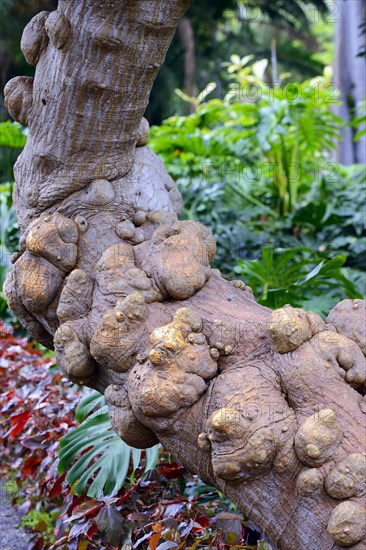 Chrakteristische bumps on the trunk