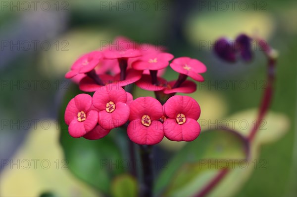 Crown of Thorns (Euphorbia milii)