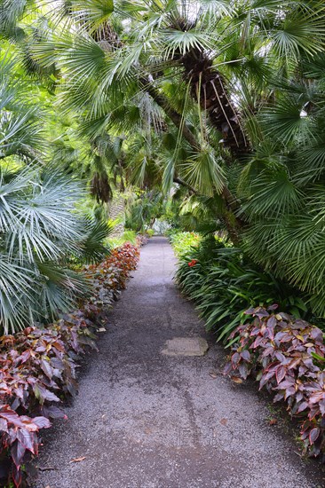 Way through palm trees