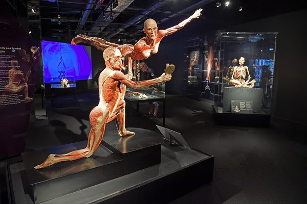 Showroom with human body plastinates