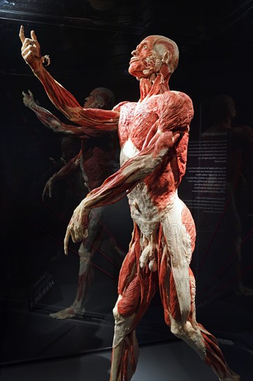 Plastinate