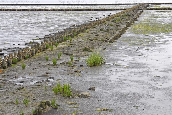 Fascines for support in tidal flat