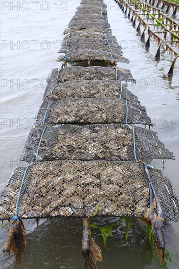 Pacific oyster (Crassostrea gigas)