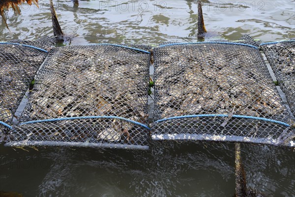 Pacific oyster (Crassostrea gigas)