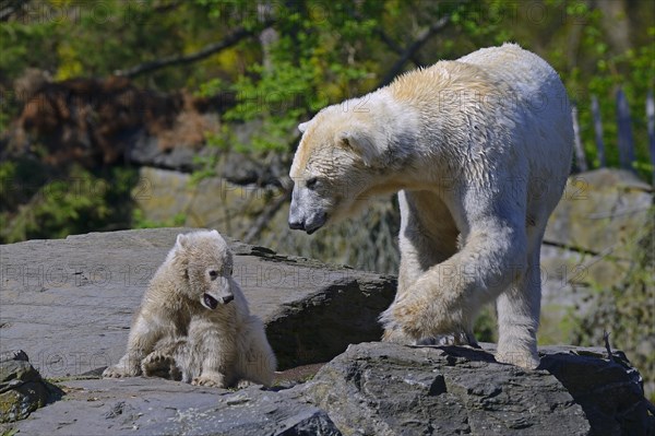 Polar bears (Ursus maritimus)