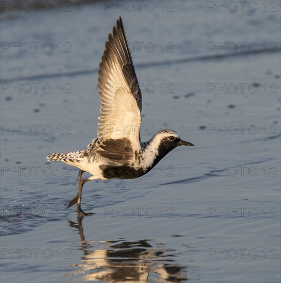 Black-bellied