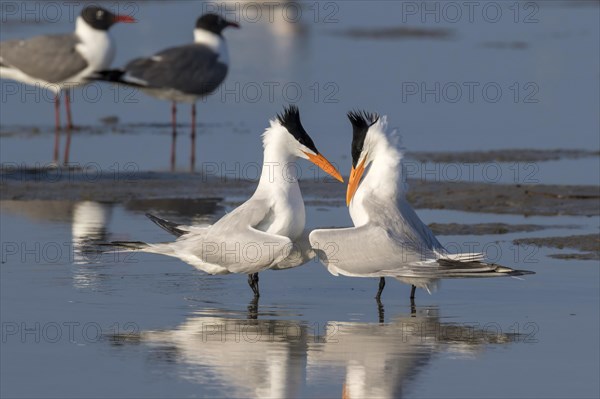 Courtship of royal terns (Thalasseus maximus) at the ocean beach