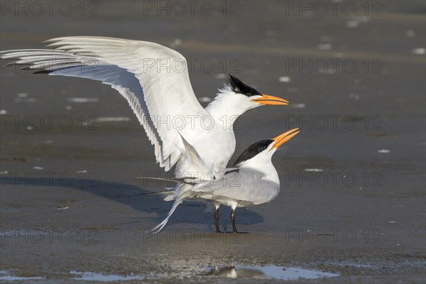 Mating royal terns (Thalasseus maximus) at the ocean beach