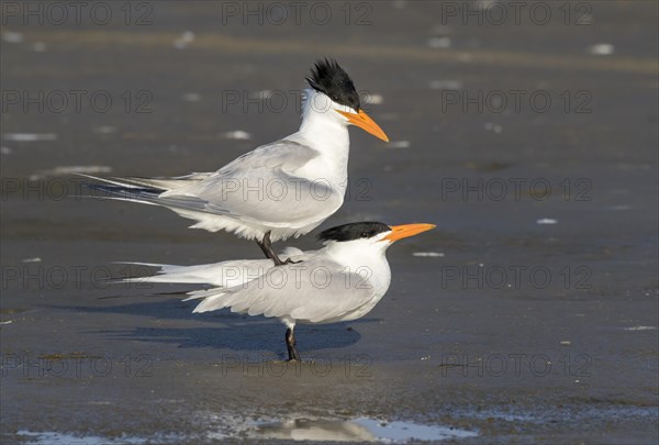 Mating royal terns (Thalasseus maximus) at the ocean beach