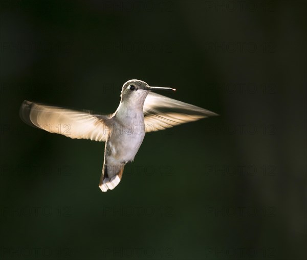 Female ruby-throated hummingbird (Archilochus colubris) flying