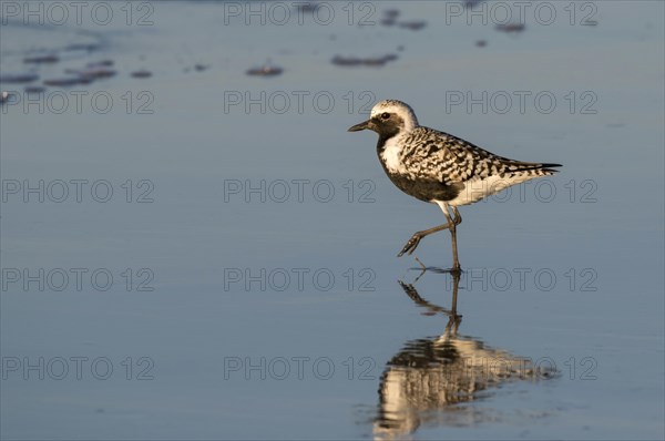 Black-bellied