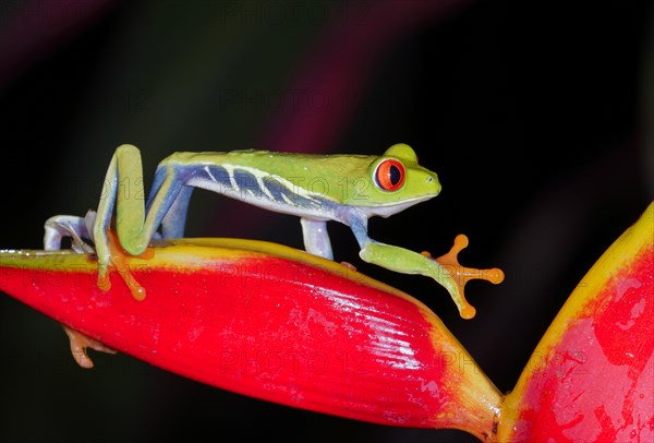 Red-eyed tree frog (Agalychnis callidryas) climbing strelitzia (Strelitziaceae) flowers at night