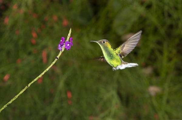 Coppery-headed Emerald (Elvira cupreiceps)