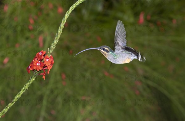 Green hermit (Phaethornis guy) hovering in front of a flower