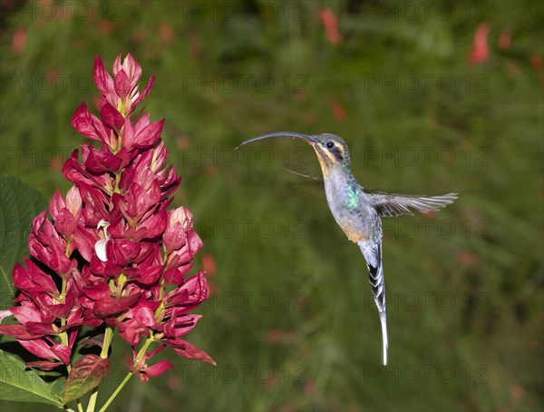 Green hermit (Phaethornis guy) hovering in front of a flower