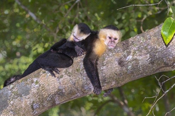 White-headed capuchin (Cebus imitator)