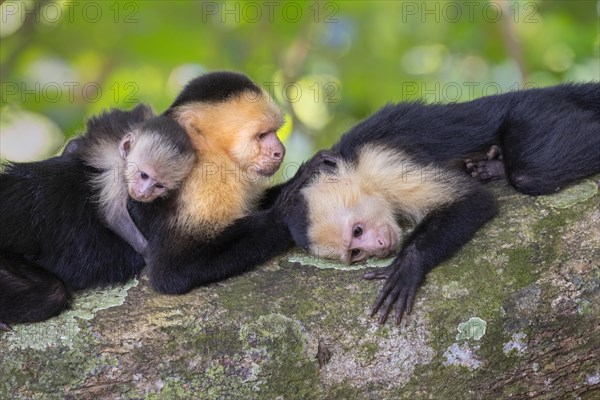 White-headed capuchin (Cebus imitator)