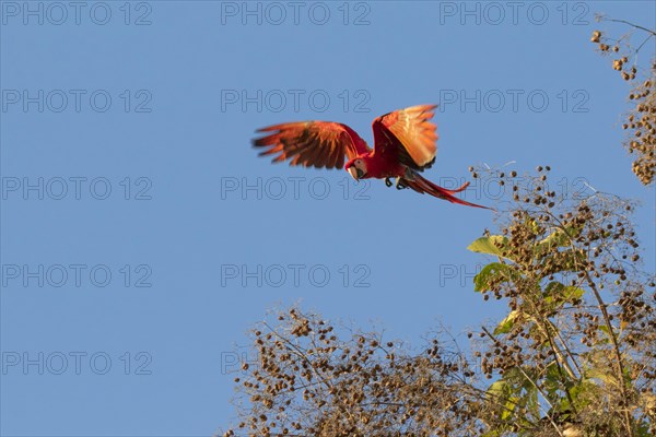 Scarlet Macaw (Ara macao) flying over nut trees in blue sky