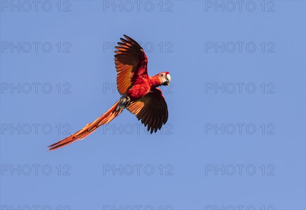 Scarlet Macaw (Ara macao) flying with a nut in the beak in blue sky