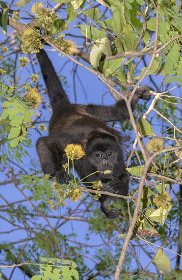 Mantled howler monkey (Alouatta palliata) hanging in a tree and eating young leaves and flowers in the canopy of rain forest